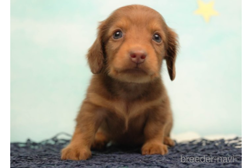 成約済の千葉県のミニチュアダックスフンド(ロングヘアード)-222400の2枚目